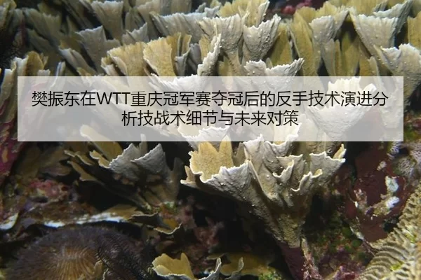 樊振东在WTT重庆冠军赛夺冠后的反手技术演进分析技战术细节与未来对策